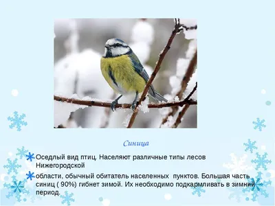Презентация для ознакомления с окружающим миром \"Зимующие птицы\"