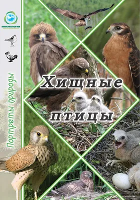 Хищные птицы by Igor Karyakin - Issuu