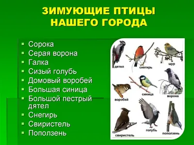 Зимующие птицы нашего города. Дзержинск, Нижегородской области -  презентация онлайн