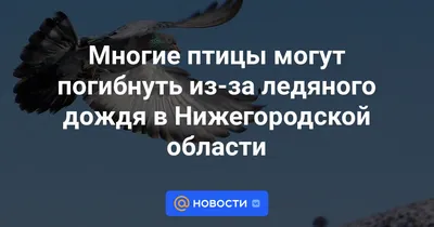 Защитим животных и птиц Нижегородской области — Интернет-проект \"МЫ ВМЕСТЕ\"