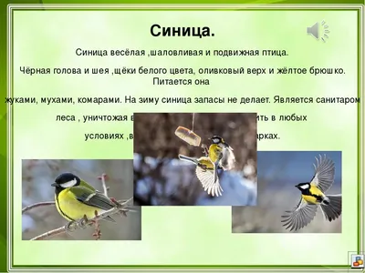 Diario de Птицы Новгородской области / Birds of Novgorod Oblast ·  NaturaLista Mexico