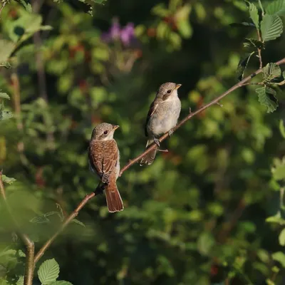 Птицы Новгородской области / Birds of Novgorod Oblast's Journal ·  iNaturalist