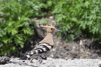 Птицы Новгородской области / Birds of Novgorod Oblast's Journal ·  iNaturalist