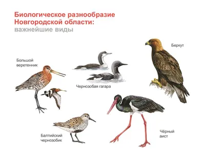 Птицы Новгородской области / Birds of Novgorod Oblast's Journal ·  iNaturalist