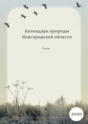 22.12.2023. Поддорье. | Птицы Новгородской области | ВКонтакте