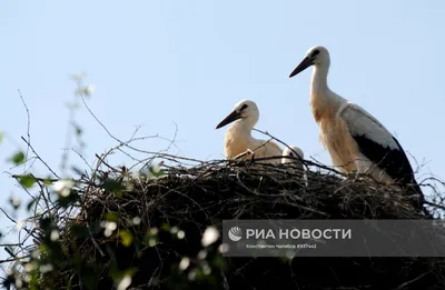 Чёрный дрозд и белый аист: новгородцы любуются прилетевшими из тёплых краёв  птицами - «Великий Новгород.ру»