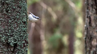 Международный день птиц / Министерство природных ресурсов, лесного  хозяйства и экологии Новгородской области