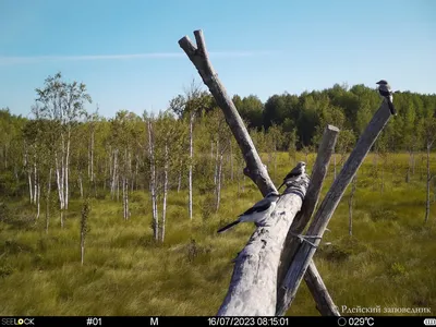 Редких птиц нашли под землей в Нижнем Новгороде - KP.RU