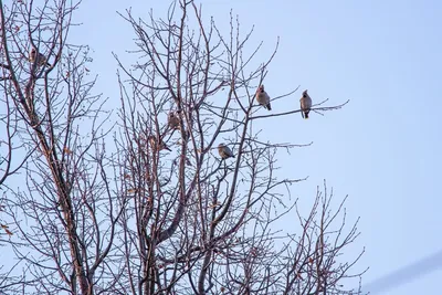 Diario de Птицы Новгородской области / Birds of Novgorod Oblast ·  NaturaLista Mexico