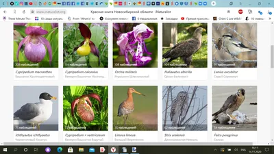 Ура! 100 видов · iNaturalist