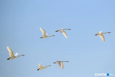 Птицы НСО | Розовый фламинго – Phoenicopterus roseus