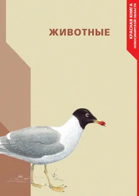 ТОП-10 птиц, занесённых в Красную книгу. | Ведомости законодательного  собрания НСО