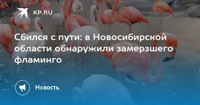 Охота на пернатую дичь начнется в Новосибирской области на неделю раньше –  с 29 августа | 20.08.2020 | Бердск - БезФормата