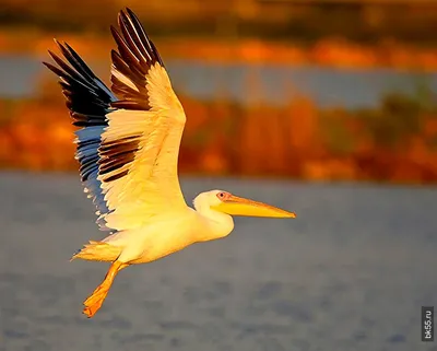 Краснокнижные птицы и нетронутая природа. Как устроена «Птичья гавань» |  ДОСУГ | АиФ Омск