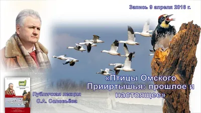 Птицы: последние новости на сегодня, самые свежие сведения | НГС55 -  новости Омска