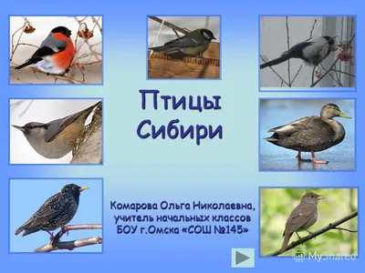 Птицы Омской области картинки и названия для детей