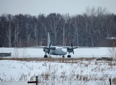 В Омск прилетели снегири - 20 октября 2019 - НГС55