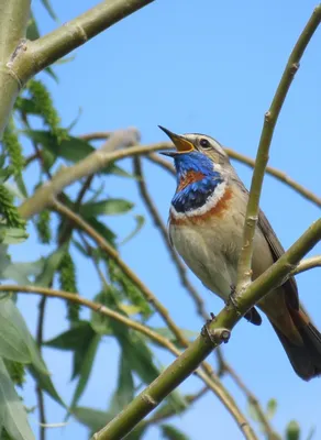 Глухарь - Tetrao urogallus - Птицы (Aves) - Разделы - Красная книга Оренбургской  области