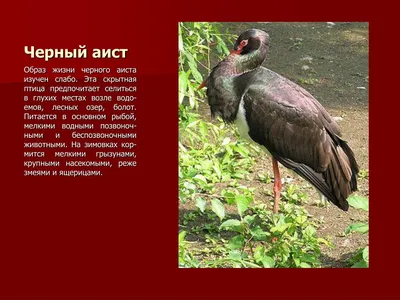 Зимующие птицы Оренбургской области - online presentation