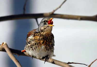 В Рязанской области насчитали 72 вида птиц - ИЗДАТЕЛЬСТВО «ПРЕССА»