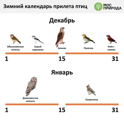 На Одесчину продолжают прилетать необычные птицы | ЮГ.today