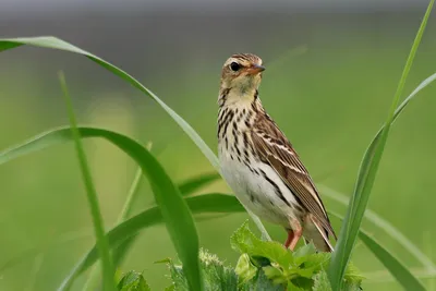 Европейская белая лазоревка Cyanistes cyanus Pallas, 1770 - Птицы (Aves) -  Разделы - Красная книга Оренбургской области