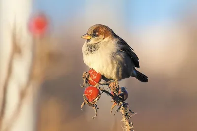 Птицы Новгородской области / Birds of Novgorod Oblast's Journal ·  iNaturalist