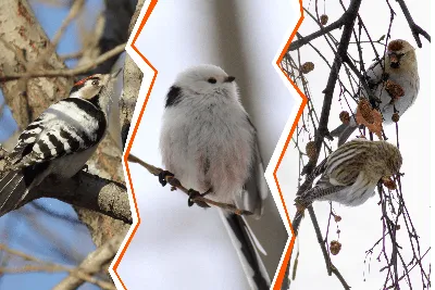 В Оренбургской области нашли останки птицы верхнемелового периода