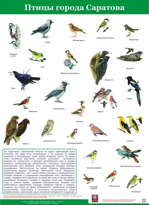 Глухарь - Tetrao urogallus - Птицы (Aves) - Разделы - Красная книга  Оренбургской области