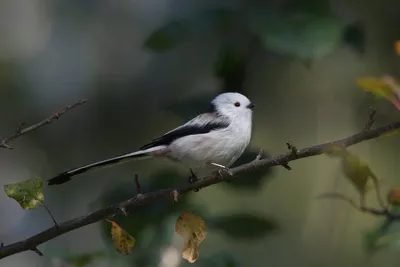 Семья кур Корниш купить на Зозу.ру