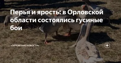 В Орловской области наблюдается нашествие аистов | 04.08.2022 | Орел -  БезФормата