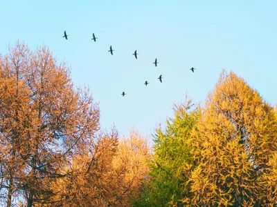 Photos animal Birds Autumn Tits Branches 600x800