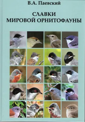 Днепровская Губерния - Птицы нашего края. Горихвостка обыкновенная.  Обыкновенная горихвостка, или садовая горихвостка, или горихвостка-лысушка  (лат. Phoenicurus phoenicurus; от горе́ть и хвост, ср. нем.  Gartenrotschwänzchen, лат. ruticilla — то же ...