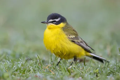 Птицы наши друзья. Зимующие и перелётные птицы - online presentation