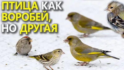 Синицы (семейство птиц). Большая российская энциклопедия