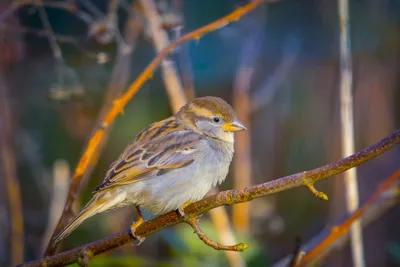 Певчие птицы – Горихвостка обыкновенная, Songbirds - Redstart - YouTube