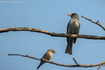 Дрозд обыкновенный или птица turdus viscivorus из отряда воробьиных. |  Премиум Фото