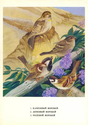 Птицы певчие | это... Что такое Птицы певчие?