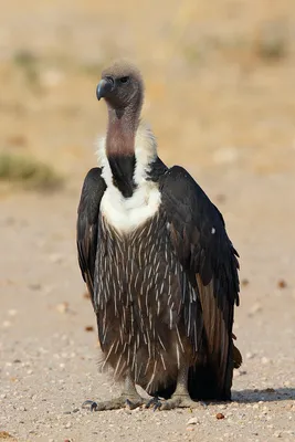 Ugly animals, Vulture, Pet birds