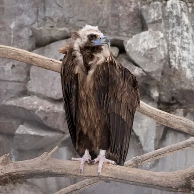 Magnificent Egyptian Vulture