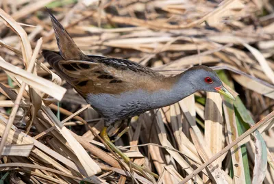 Малый погоныш (Красная Книга - Птицы - Пензенской области) · iNaturalist