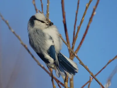 Белая лазоревка (Красная Книга - Птицы - Пензенской области) · iNaturalist