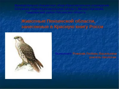 В Пензенской области спасли маленьких лосят | Пенза-Обзор - новости Пензы и Пензенской  области