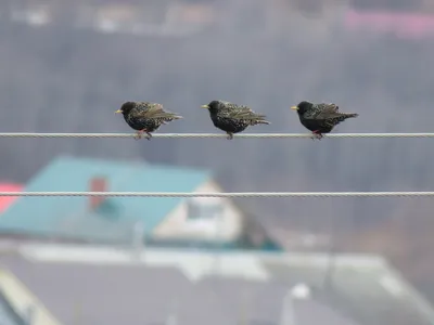 В городских лесах Перми началось активное гнездование птиц