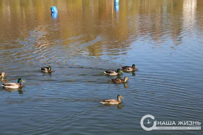 В Перми прошёл ежегодный зимний учёт водоплавающих птиц «Серая шейка»