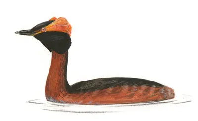 Diario de Птицы Пермского края/ Birds of Perm Region, Russia • Archivos de  marzo 2021 · iNaturalist Ecuador