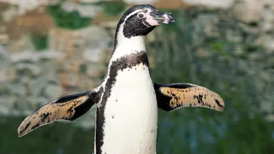 В новом зоопарке Перми появятся пингвины, морские котики, фламинго и другие  обитатели