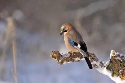 Зимующие птицы подмосковья - 66 фото