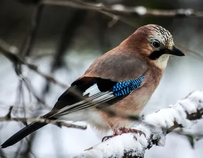Больше половины певчих птиц Москвы выживут этой зимой — благодаря теплой  погоде - Москвич Mag