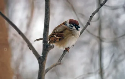 Зимующие птицы Подмосковья (55 фото)
